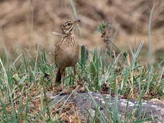 Anthus similis