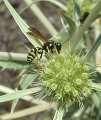 Polistes mongolicus