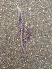 Sarcothalia decipiens