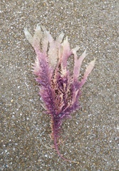 Sarcothalia decipiens