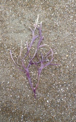 Sarcothalia decipiens