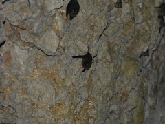 Peropteryx kappleri