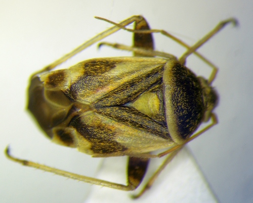 Polymerus brevicornis