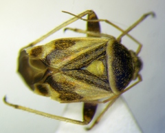Polymerus brevicornis