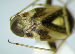 Polymerus brevicornis