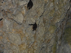 Peropteryx kappleri
