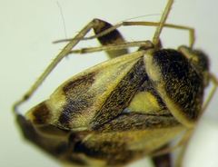Polymerus brevicornis