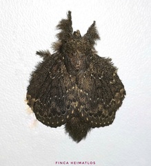Euglyphis melancholica