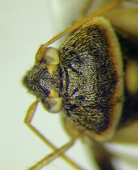 Polymerus brevicornis