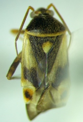 Polymerus brevicornis
