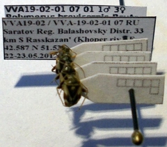Polymerus brevicornis