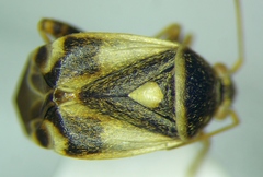 Polymerus brevicornis