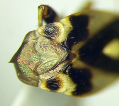 Polymerus brevicornis