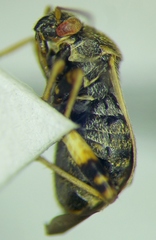 Polymerus brevicornis