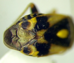 Polymerus brevicornis