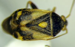Polymerus brevicornis