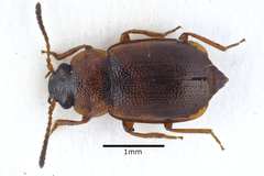 Anthobium atrocephalum