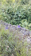 Phyteuma scheuchzeri