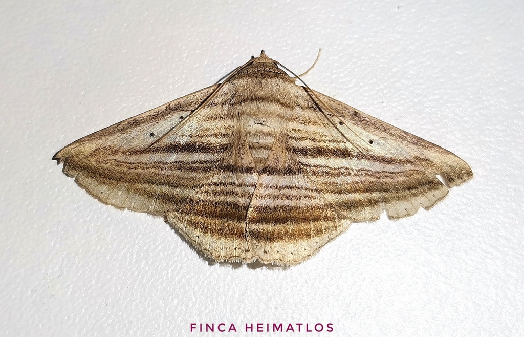 Itomia