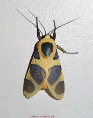 Emurena lurida