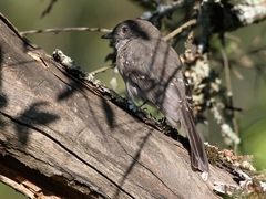 Melaenornis chocolatinus