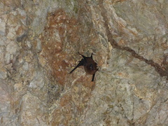 Peropteryx kappleri