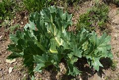 Megacarpaea orbiculata