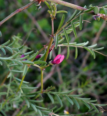 Vicia monantha