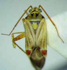 Polymerus vulneratus