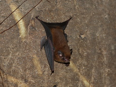 Peropteryx macrotis