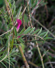 Vicia monantha