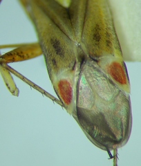 Polymerus vulneratus