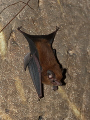 Peropteryx macrotis