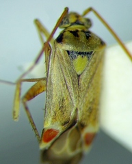 Polymerus vulneratus