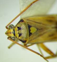 Polymerus vulneratus