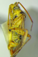 Polymerus vulneratus