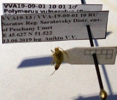 Polymerus vulneratus