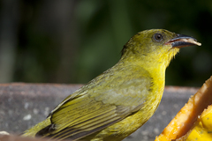 Orthogonys chloricterus