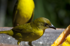 Orthogonys chloricterus