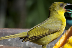 Orthogonys chloricterus