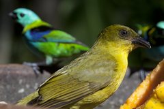 Orthogonys chloricterus