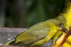 Orthogonys chloricterus