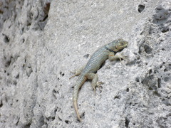Sceloporus serrifer