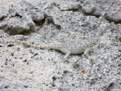 Sceloporus serrifer