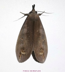 Tetrisia florigera