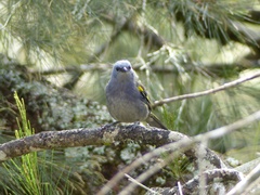 Thraupis ornata
