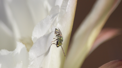 Caenohalictus rostraticeps