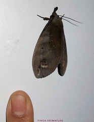 Tetrisia florigera