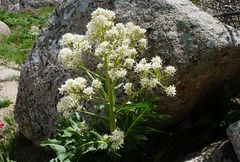 Megacarpaea orbiculata