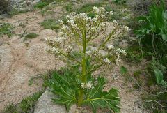 Megacarpaea orbiculata